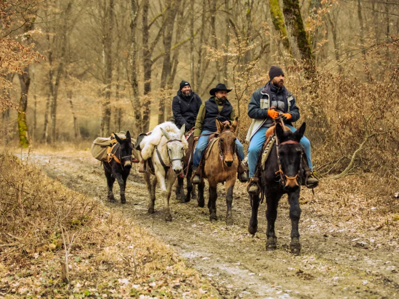 Asinii Transilvaniei – Călare pe catâr prin natură sălbatică a Transilvaniei
